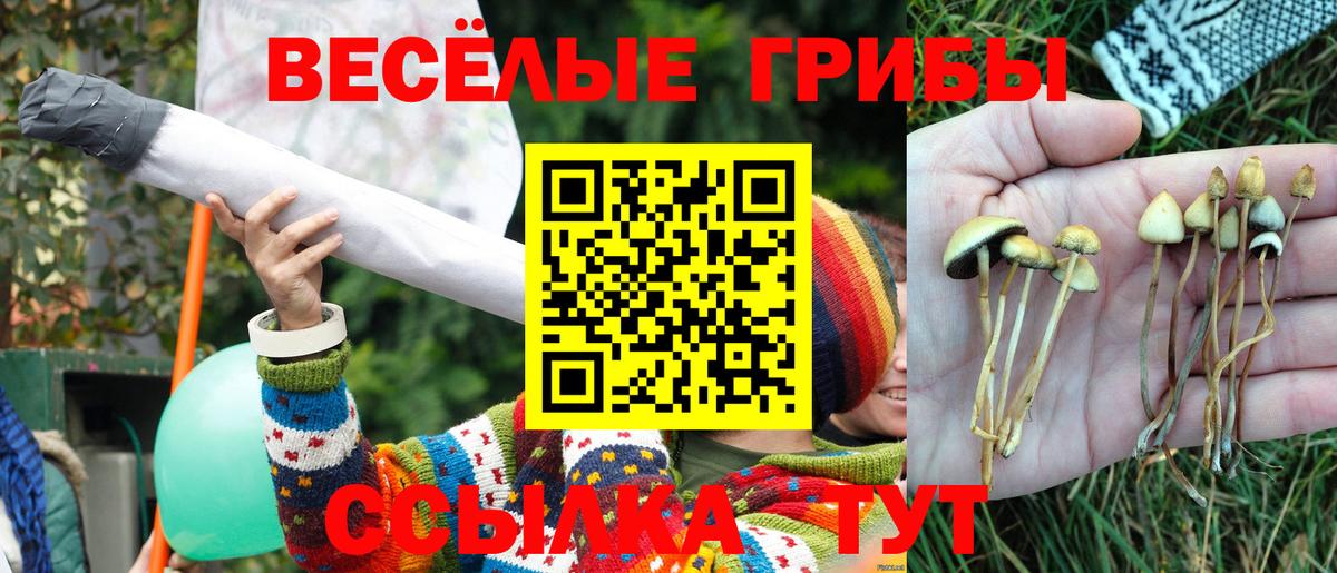 Сосновоборск  Псилоцибиновые грибы мухоморы  Галлюциногенные грибы Psilocybe  купить закладку  Вход с VPN 